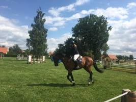 Koňské parkury v okolí u sousedů